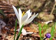 47 Crocus vernus - Zafferano maggiore